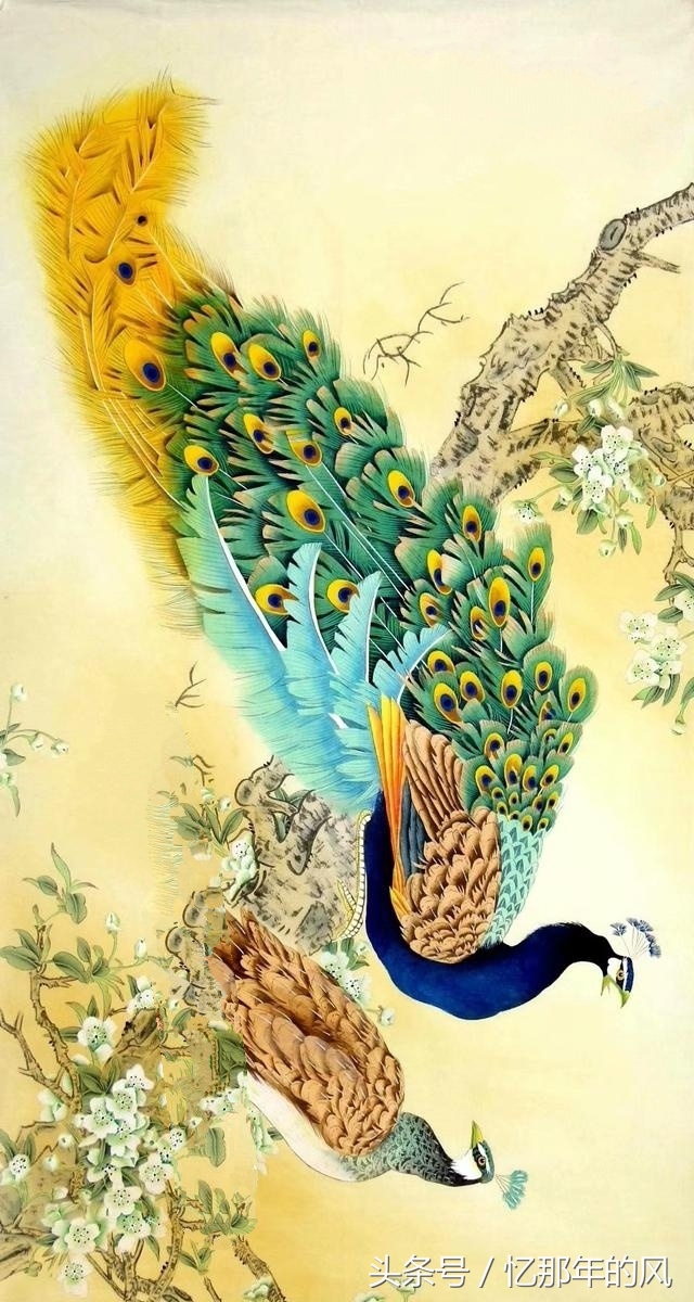 美丽的孔雀和凤凰吉祥的象征,孔雀和凤凰的寓意及象征