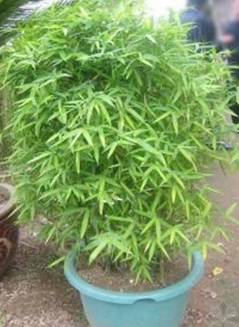 罗汉竹怎么养才好看,罗汉竹养殖方法及注意事项