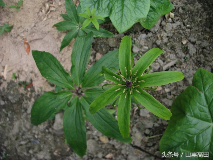 这种植物不但有毒还会杀精子