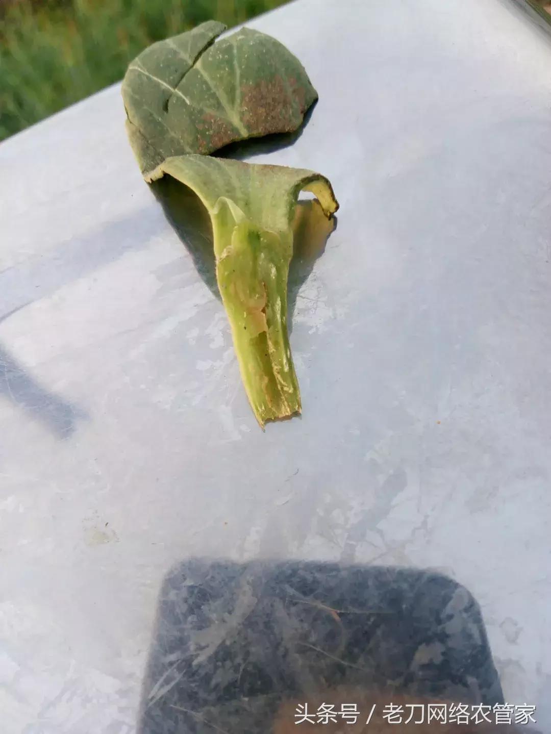 西瓜幼苗蔫了是怎么回事,西瓜授粉后就萎蔫了怎么回事