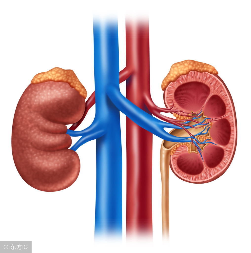 肾衰竭看哪几个指标,肾病5级和5期有什么区别