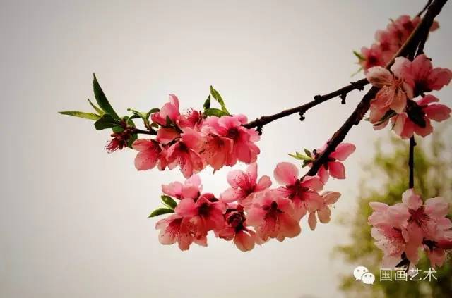 桃花的步骤画法，春天桃花盛开手把手教你画。