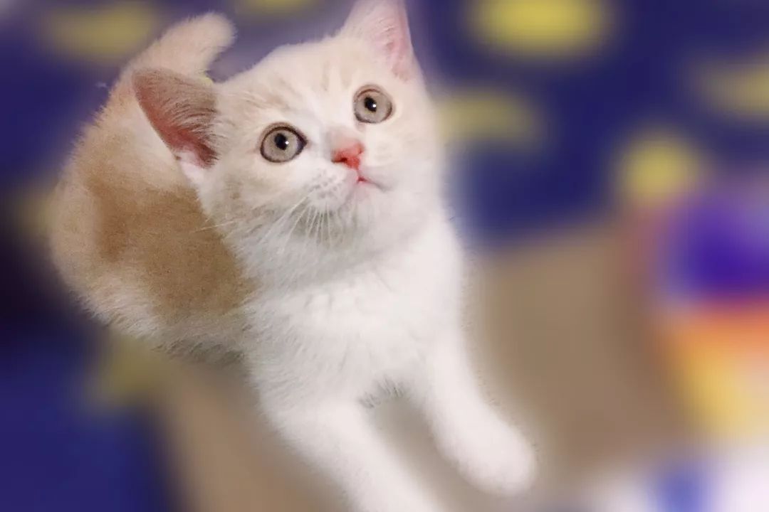 网易丁磊和网易严选,丁磊严选视频