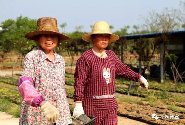 平桥美丽乡村,平桥区漂亮乡村