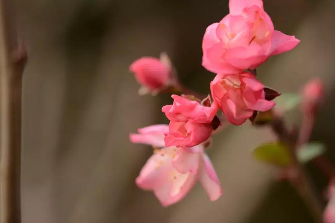 八首吟诵海棠的诗句,三十三首海棠花诗
