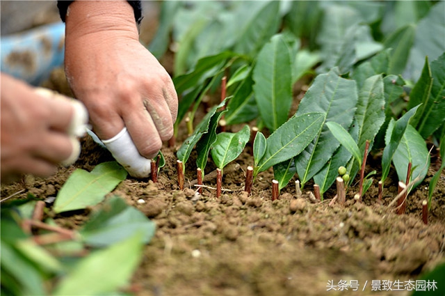 苗木花卉快繁育苗技术合作,最全苗木花卉快速育苗繁殖技术