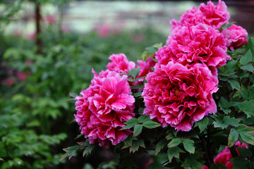 牡丹花的寓意与花语是什么呢,牡丹花的花语和寓意和象征是什么