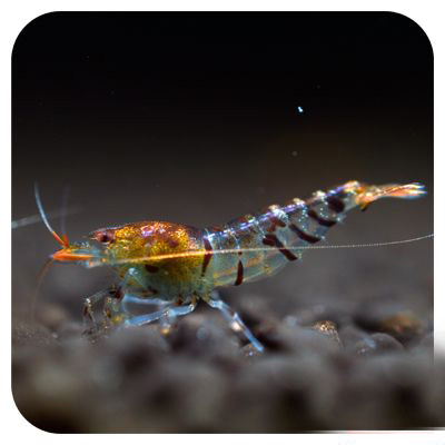 观赏虾和观赏鱼哪个好养一些,观赏鱼养多了好吗