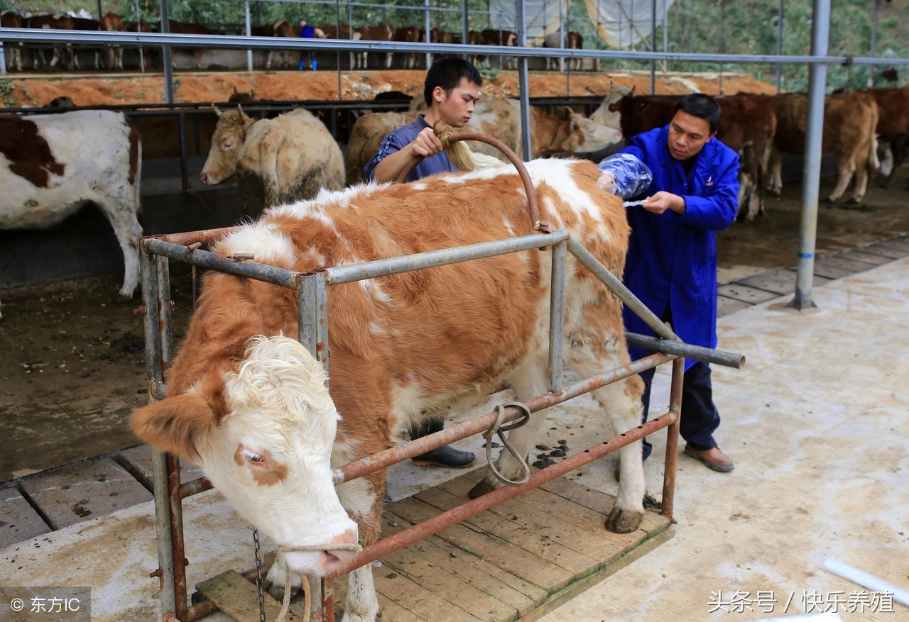 有关母牛配种的小问题，养牛户一定要重视起来！
