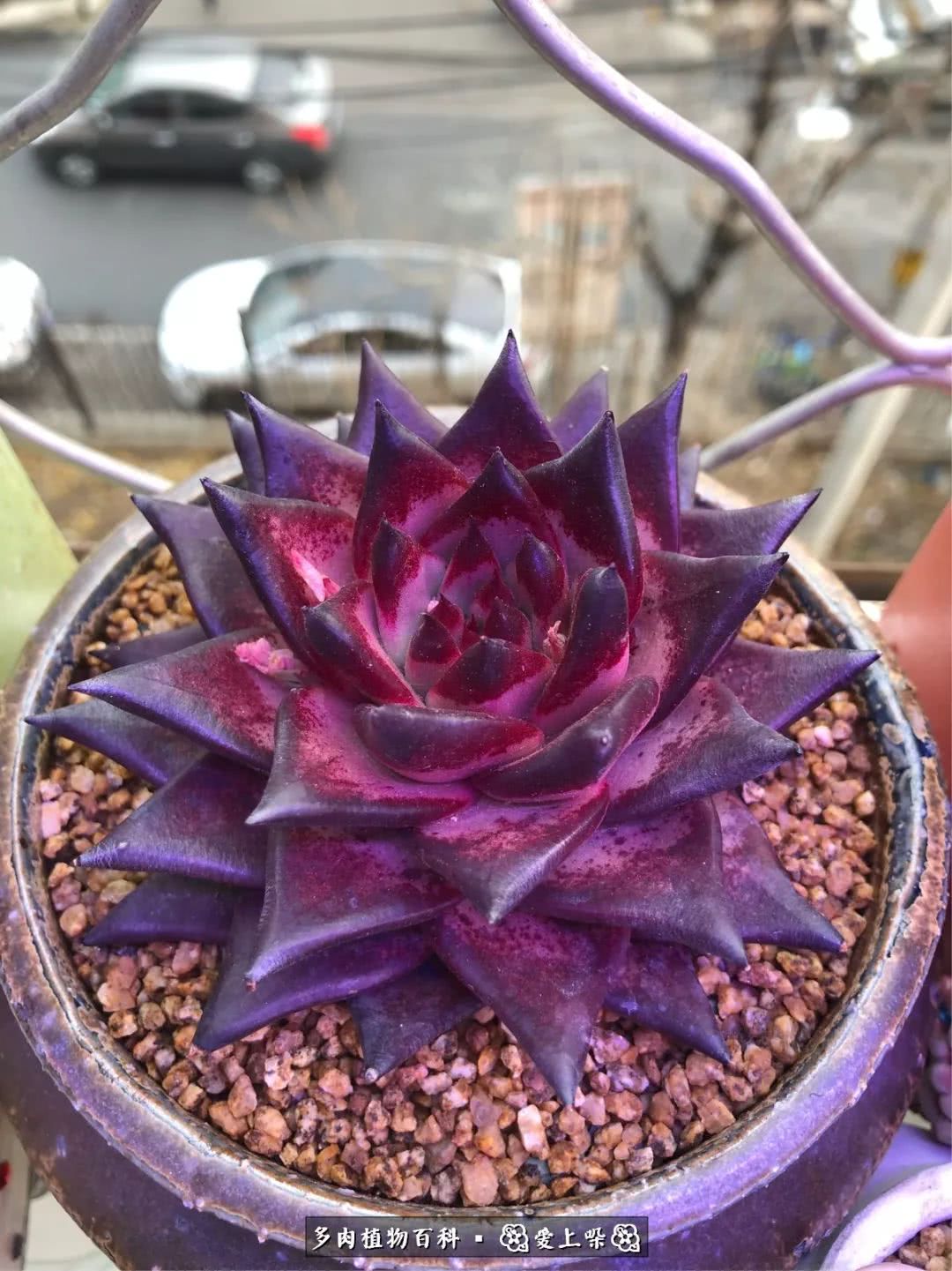 没阳光的多肉也如此迷人,不需要很多阳光的多肉