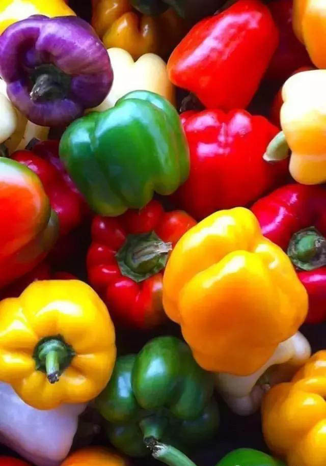 彩色甜椒的大棚种植时间,基质无土栽培甜椒需要基肥吗