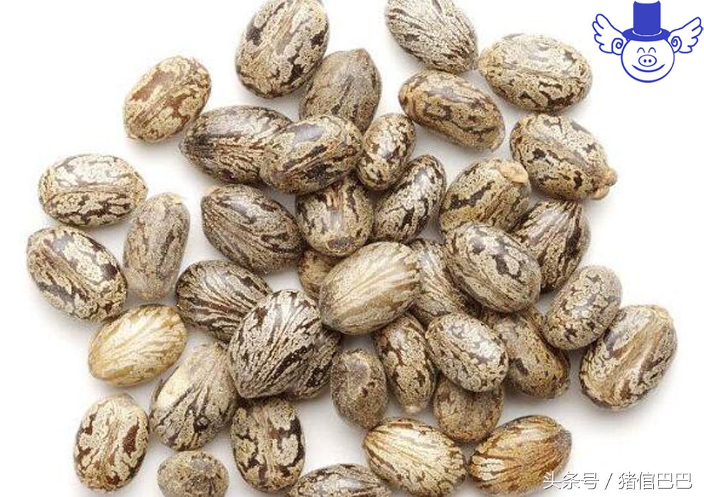 怀孕母猪不能用哪些中药,不可轻易食用的中药