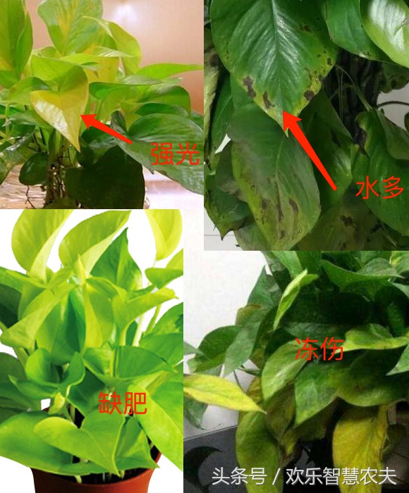 盆栽植物死了怎么救活,盆栽花怎么老死是什么原因