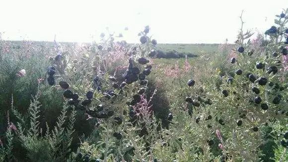 黑枸杞适宜什么样的人吃,黑枸杞都适合啥样人群吃