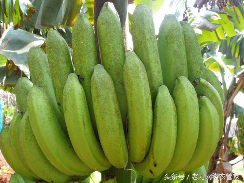 香蕉黑星病打了药可以治好吗,香蕉黑星病用药配方