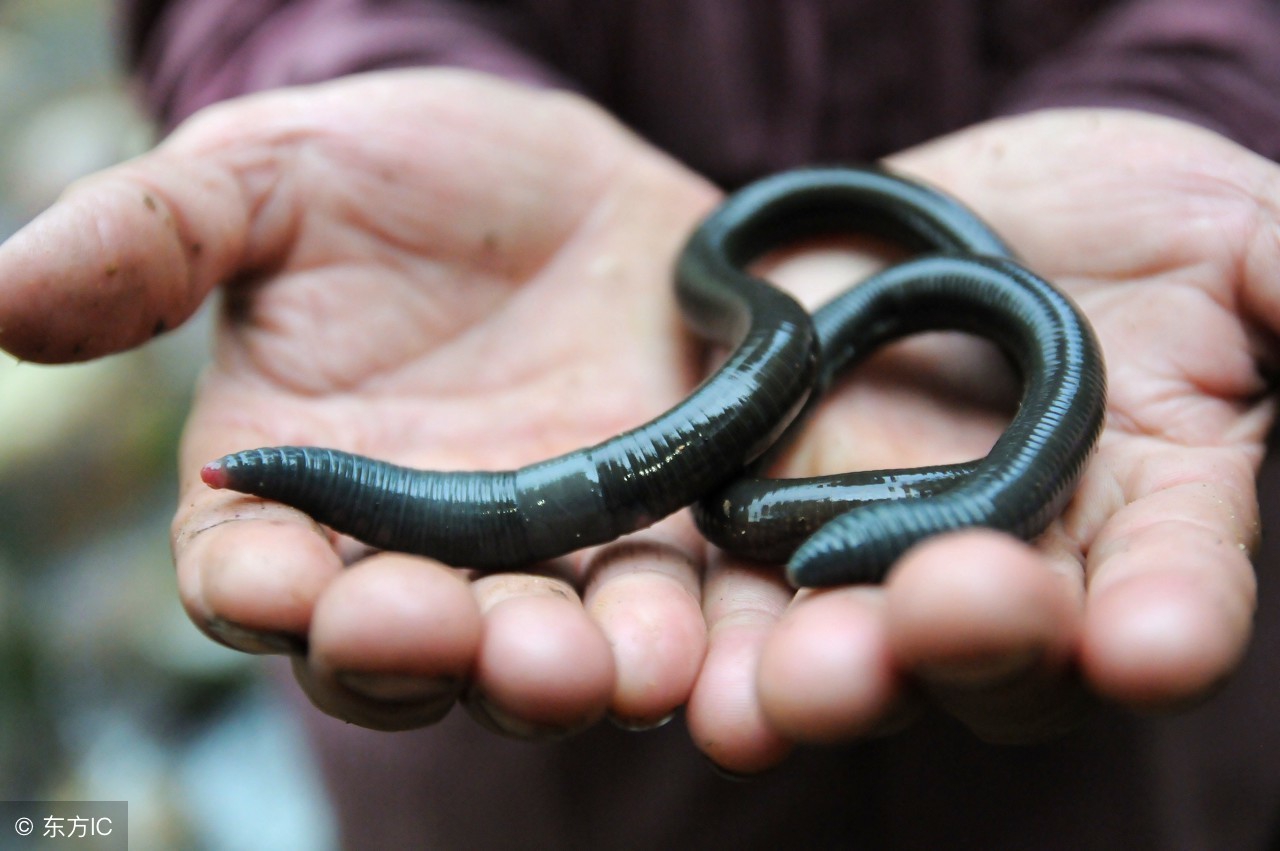 用什么钓昂刺鱼最好,钓昂刺鱼高手