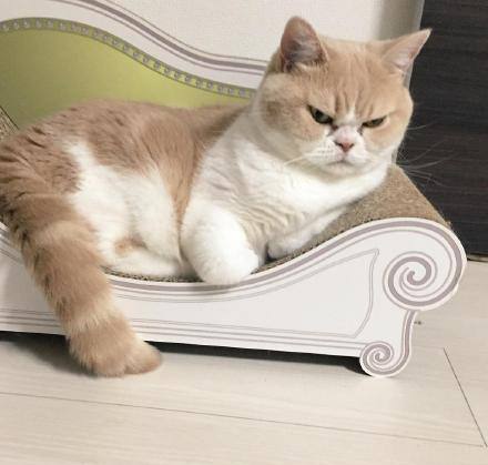 明朝年间，西域使者向景泰帝进贡一只“猫王”，此猫会一种绝活！