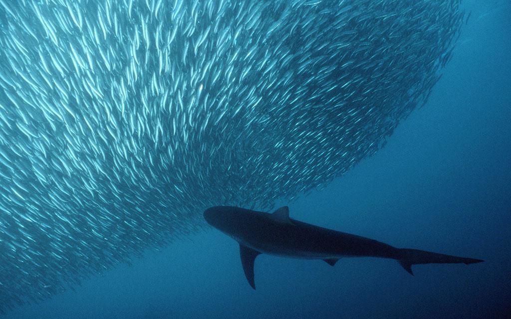日本料理里经常点的鱼,日本料理最正宗的是什么鱼