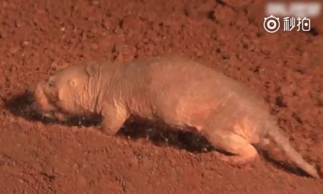 世界四大最丑动物,世界上最丑的鼹鼠