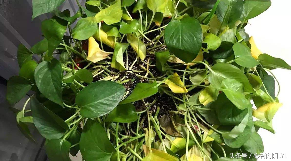让绿萝起死回生的正确方法,绿萝怎么养才不会死掉