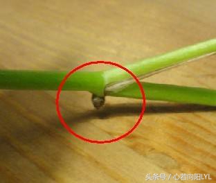 绿萝快死掉了怎么办？记住这3点，让你养的绿萝起死回生！