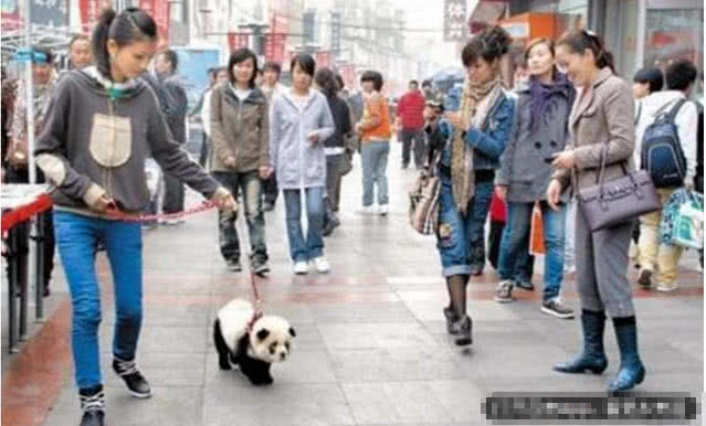 女子在街头当众遛熊猫，惹来警察叔叔