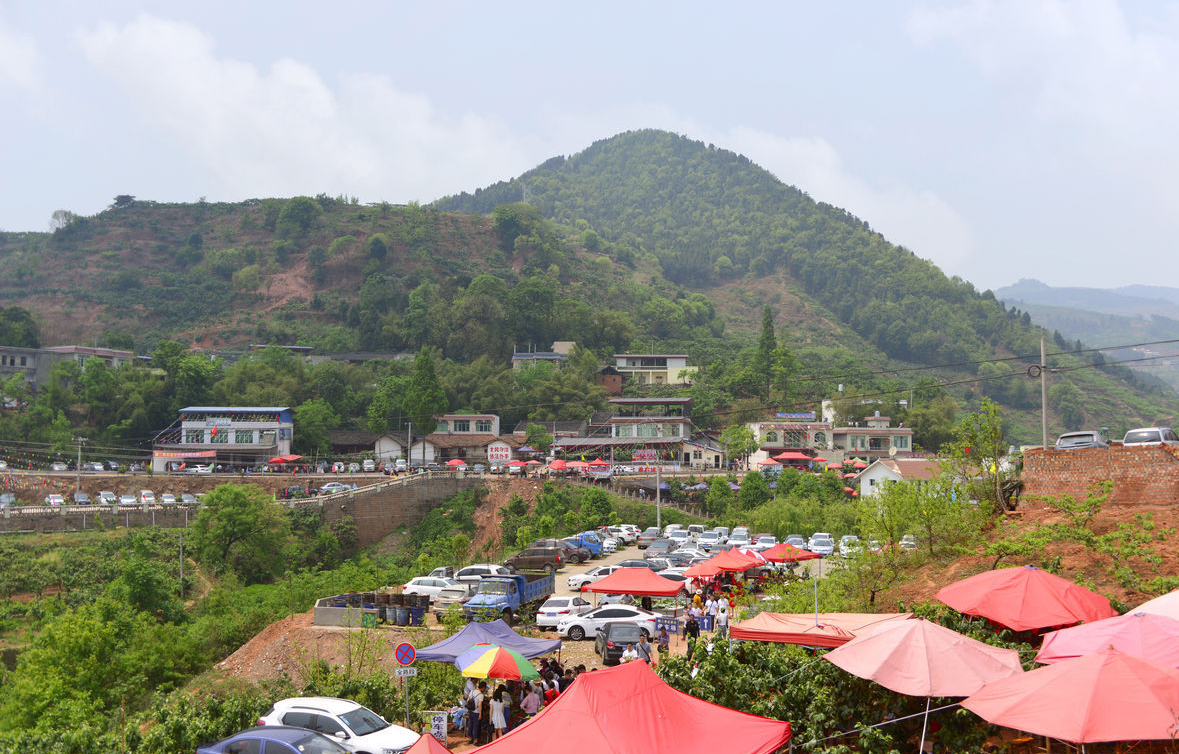 成都周边樱桃沟樱桃熟了吗,青白江恩特尔樱桃