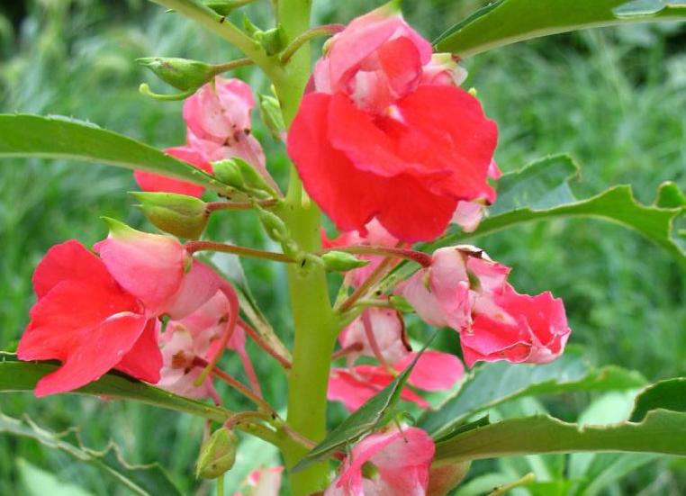 4月养凤仙花，与病魔虫子大战300回合