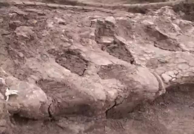 1亿年前的恐龙时代,1亿年前的恐龙