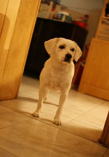 狗瘟神经症状及治疗方法,狗瘟的症状和细小的区别