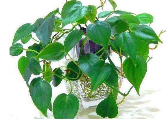 水培绿萝的生长习性图片,绿萝生长习性及存在价值