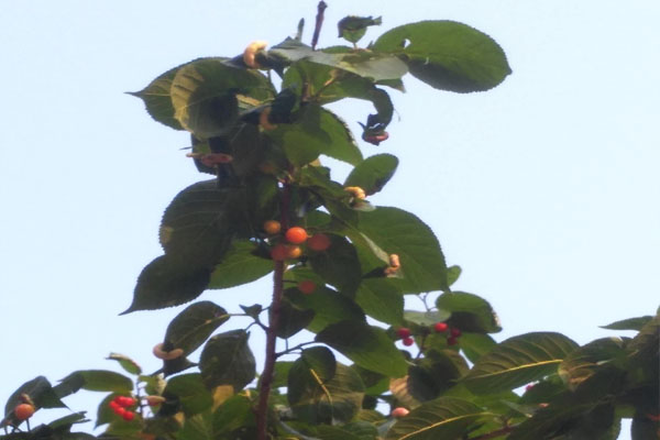 樱桃树上有会拉丝的虫是什么虫,樱桃叶子上那个虫子叫什么虫