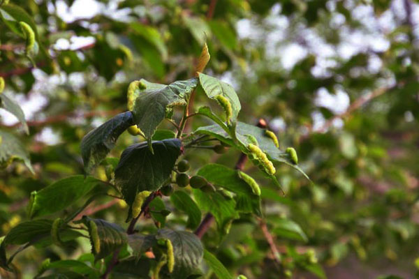 樱桃树上有会拉丝的虫是什么虫,樱桃叶子上那个虫子叫什么虫