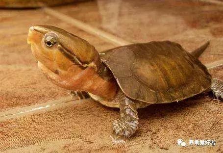 当下养什么龟好,这几年适合养什么龟