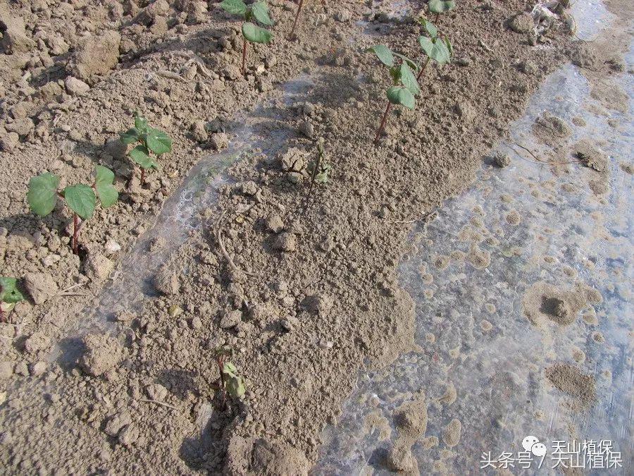 棉花烂种的原因和处理方法,棉花苗烂根什么原因
