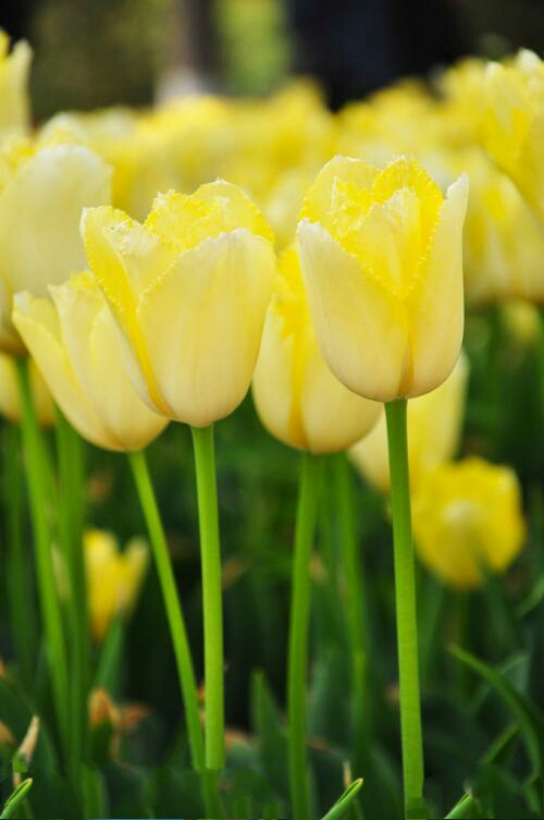 爱意满满郁金香,郁金香表达爱意文案