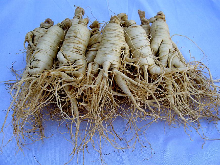 你知道哪些病不能吃西洋参吗,关于高丽参你知道多少