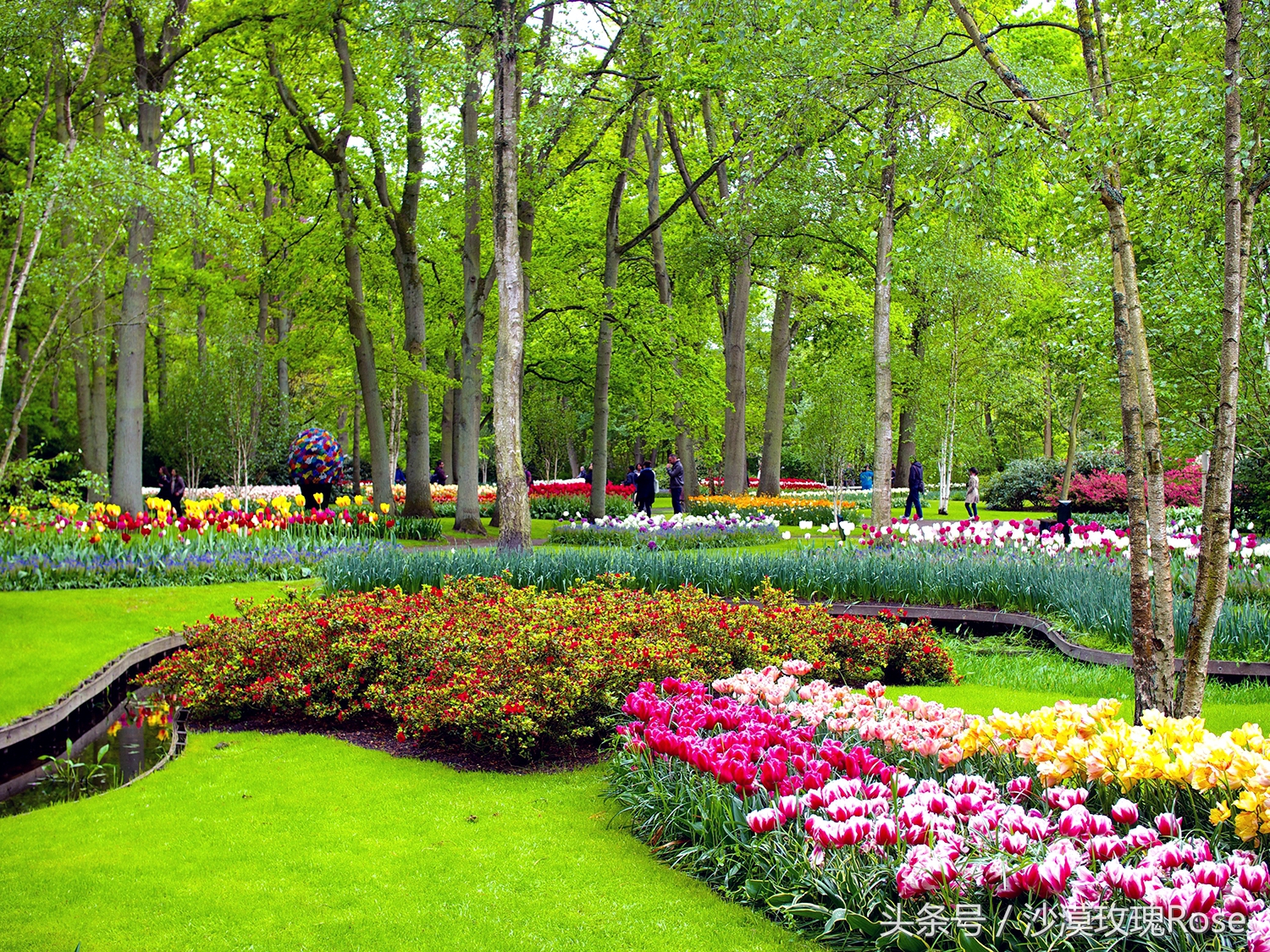 荷兰哪里可以看到郁金香花海,荷兰的郁金香花图