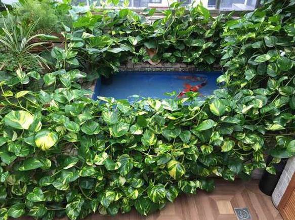 怎样养绿萝才能茂盛视频,屋内绿萝怎么养比较茂盛