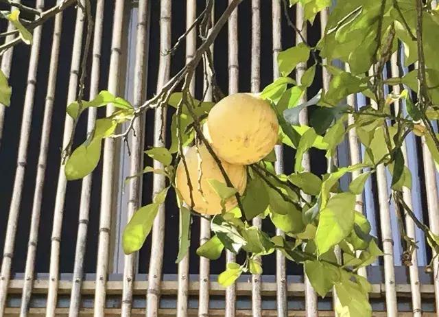 飞两千多公里,得到一座奇幻山林,一个温暖的家,一群有趣的人