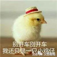 公鸡母鸡不带小鸡,公鸡没有鸡子吗