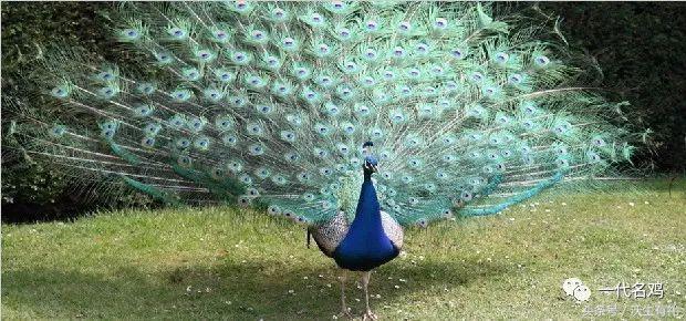 公鸡母鸡不带小鸡,公鸡没有鸡子吗