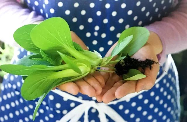 阳台种菜高产栽培技术,8款常见蔬菜阳台种植教程