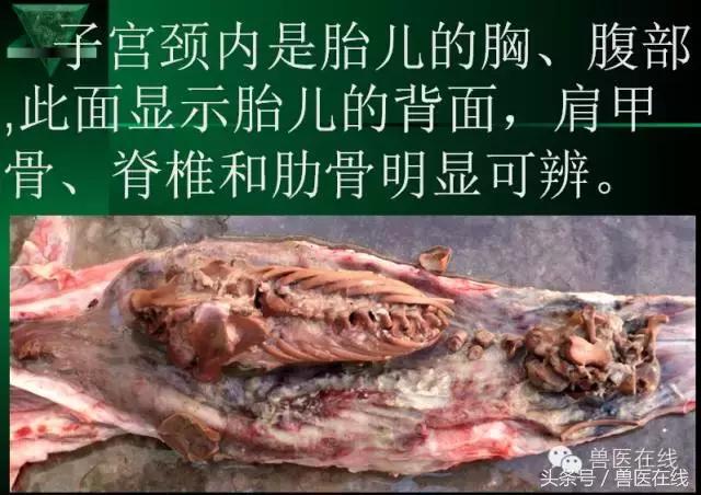 猪病兽医必看的蓝耳病现场诊断