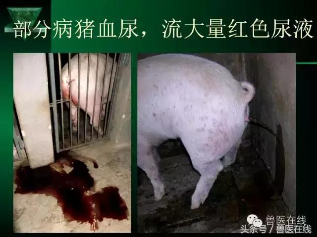 有图有真相——看猪病专家进行蓝耳病的现场诊断和详解！