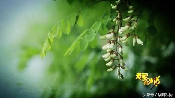 爱吃槐花的一定要收藏,吃槐花有哪些禁忌事项