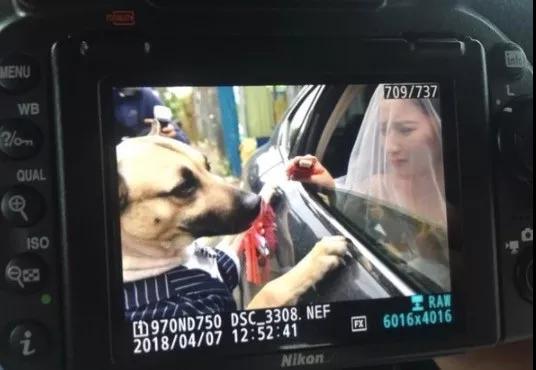 主人嫁人时狗狗的反应让人感动,当你亲狗狗时狗狗的反应感人