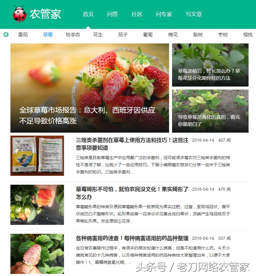 草莓叶片失绿焦枯是什么病害？该用什么办法进行补救