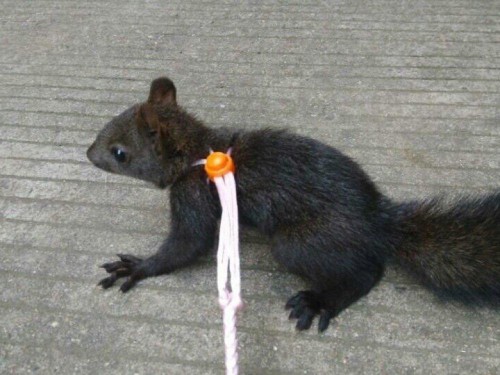 魔王松鼠好养吗,松鼠叫声魔王