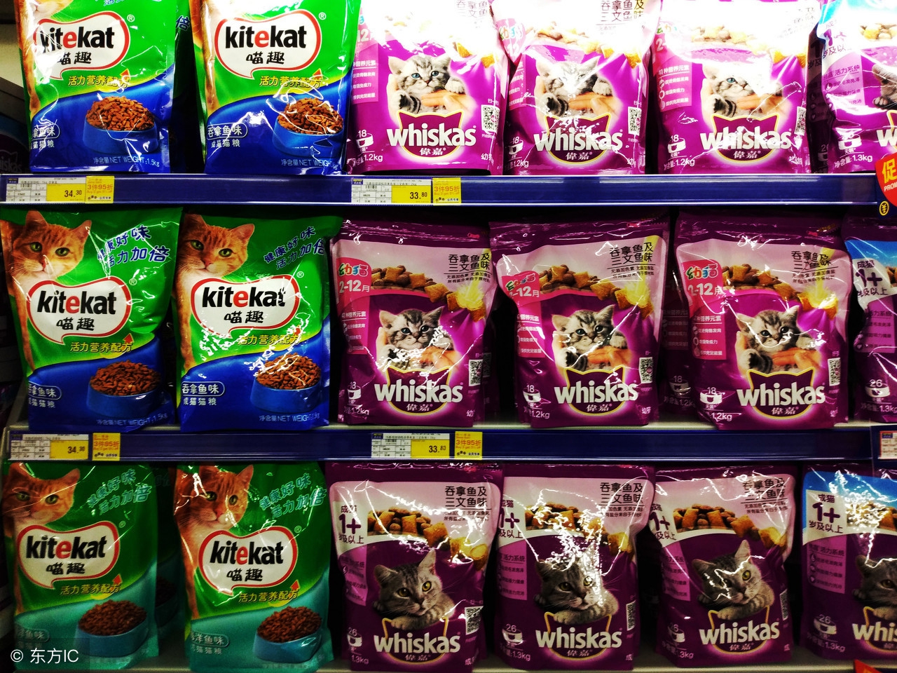 一份猫粮搞定五只小奶猫,一公斤猫粮多少钱